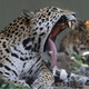Una hembra de jaguar en el zoológico Montgomery, en Alabama.